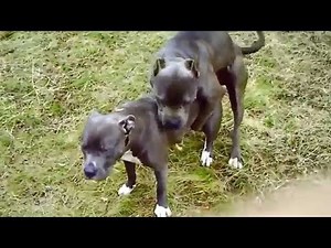 Dogs Mating Up Close And Get Stuck - Funny Animals Mating Compilation - Funny Dog Mating Fails #1