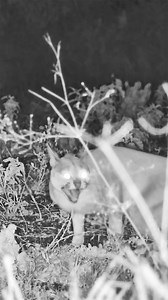 There's rarely a dull moment at the ol Donyo waterhole and Africam's live 'hidecam' allows us (and you) to observe interactions between some of the Chyulu Hills more elusive, nocturnal prowlers. Both white-tailed mongooses and caracals are typically solitary creatures and clearly neither of these two were keen on company. Some prefer to drink alone.⁣ ⁣⁣⁣ 📍ol Donyo Lodge⁣⁣⁣ 🎥 @africamlive_⁣ | Great Plains Conservation