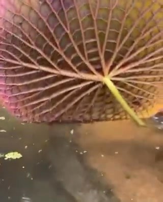 Beneath its green surface, the giant Amazon water lily reveals an impressive structure: a network of strong ribs that supports the leaf and distributes its weight. @TheFigen_ | Linda Traitz