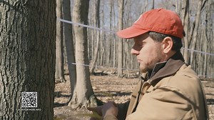 Making maple syrup may be a science, but it can also be easy and fun...