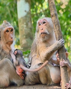 Mama upset… baby monkey confused and crying  #GodHelp #BabyMonkeyCry #Heartbreaking #AnimalReels #Trending | Monkey Posts | Facebook