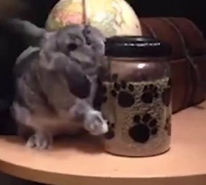 13K views · 374 reactions | Traviesos!! | Conejitos | Facebook