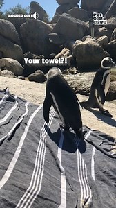 26K views · 225 reactions | Hey! Get your own towel! ☀️ | Try Not to Laugh | Facebook