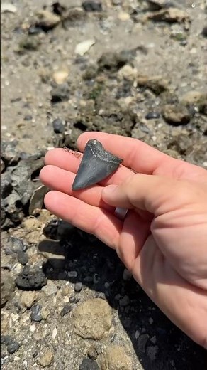 WOW!! Great White shark tooth found by a paleontologist in Charleston, SC! 🦈 #fossils