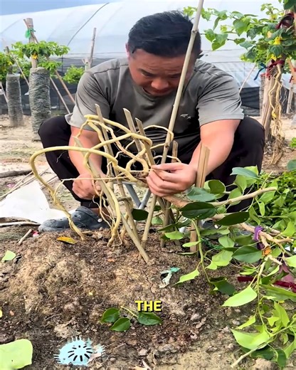 45K views · 59 reactions | Bonsai Roots Shaping Natures Art ＃bonsaitree ＃gardeninglife ＃natureart | YNP Media | Facebook