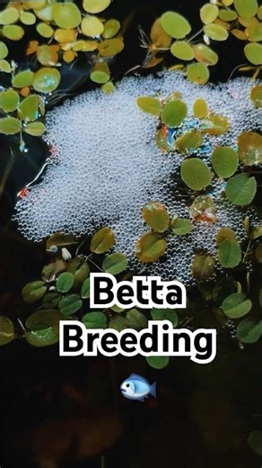 Betta Breeding | Part 1 ❤️ (Real Nesting & Mating) #shorts #bettafish