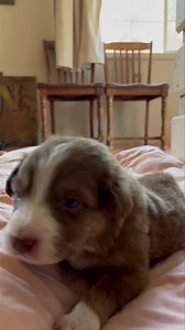 #fuzzy “Whiskey Girl” from a cute puppy has grown into a beautiful young lady💕 #puppy #puppylove #sweety #redtriaussie #fuzzy #aussie #aussiepuppy #australianshepherd #coupleberryfarms | Couple Berry Farms