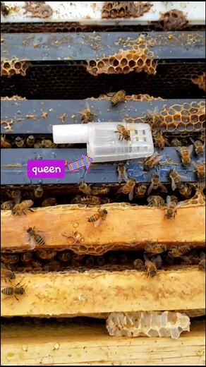 why beekeepers buy queens (part 1) #beekeeper #beekeeping #homeproject #nature #Alberta #fyp #foryou
