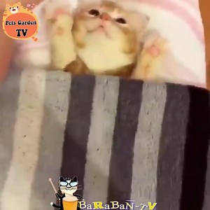 cute naughty kitten🥰😘 | Cute Cat Animals