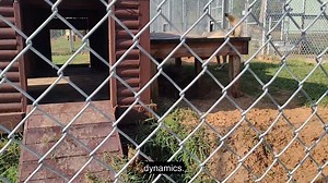 1.4K views · 105 reactions | The word "alpha" has saturated pop...