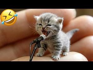 TRY NOT TO LAUGH 😅 Funniest Cats and Dogs 😹🐶 Funny Animals 2026