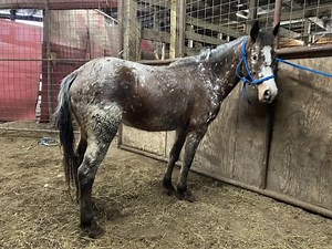 See all the precious horses, ponies and donkeys we rescued out of the slaughter pipeline - watch the video below. ￼ | Horse Plus Humane Society