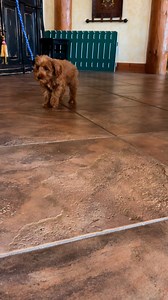 At 10 weeks Peeta can knows sit, down and how to walk on leash. Message us to learn more about this little guy | Colonial Village Labradoodles