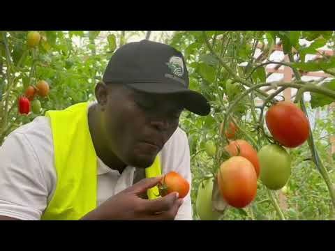 Récolte de tomate hors-sol avec AFRIK-AGRICULTURE