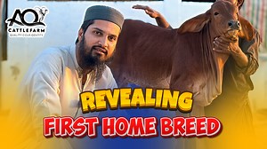 6.7K views · 204 reactions | AQ Cattle Farm Ki First Home Breed | Miss Patojo Contact for Palai & Purchasing: 0336-0237367 (Whatsapp Only) | Cattle Market Karachi | Facebook