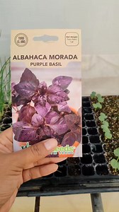 Sabía que hay albahaca morada | Todo sobre huertos