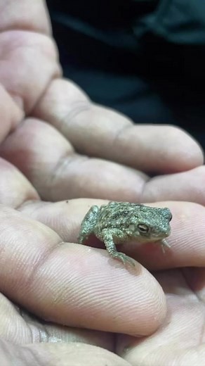 You may ask why join PRONAT? Well, the reasons can be plenty, but the gist lies in satisfying your undying passion for wildlife, nature and wilderness and getting a chance to be amidst the like minded passionate souls. The course offers professional training from experts coming from different arenas, and hand holding the students through this journey of exploration. Those interested can either wait for #pronat2024 or enrol for our upcoming wildlife training course for amateurs #anat2024 schedule