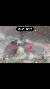 “Wild Boar Showdown: Two Colossal Giants Ready for the Ultimate Battle - Which One Would You Aim For? 🐗🎯 #BoarHuntChallenge #GiantBoarFaceOff #WildBoarBattle #trophyboars #hunting #شکار #شکارچی | Trophyboars