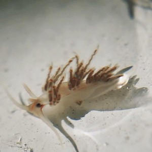 1.3K views · 87 reactions | NUDIES OF THE DAY! We found some aeolid #nudibranch on the hydroids of our docks and we filmed them under a magnifying glass. These rare, majestic sea slugs are hard to spot because they are tiny and only grow to a quarter of an inch. They are able to uniquely swallow and adopt the stinging cells of the hydroids that they eat and use them against bigger predators. It’s the little things in life that are the most beautiful! | Gulf Specimen Marine Lab | Facebook