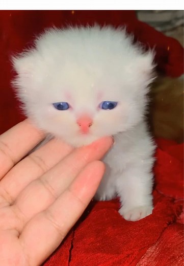 Cute kitten video to avoid nazar lag | viral trending kitten