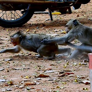 8.7K views · 244 reactions | Brother Monkey Got Fighting Bite And Catching From Other Monkey After That He Meet Mom And Mom Take Care His Injuries | Entertainment Story | Facebook