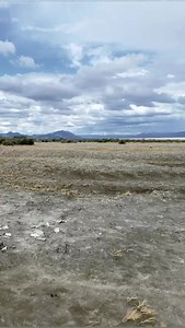 #freeflight #freeflightparrot #freeflightbirds #Camelot #CamelotMacaw #macaw #parrots #birdtricks #outdooradventure #fly | BirdTricks