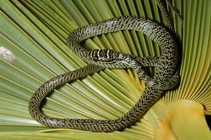 Venomous Flying Tree Snake Captured in Hawaiʻi | Maui Now