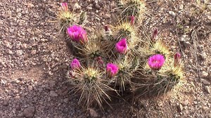 Hedgehog Cactus Bloom, Lost Dutchman State Park, Apache Junction, Arizona Stock Video - Video of southwest, arizona: 52754251
