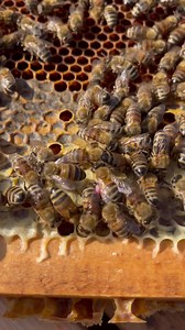 Diversity in Pollen Colors 🐝 - - - #jarhoney #nature #bees #beekeeping #beekeeper #honey #viral #honeylovers #lebanesehoney #johnyabourjeily #kingofqueens #kingofhoney #kingofbees #savethebees #bestbeekeeper #bestbeekeeperintheworld | JAR Honey