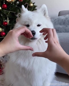 406K views · 11K reactions | Real friend ❤️ | Maya Polar Bear | Facebook