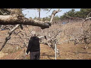 How to prune a persimmon tree