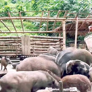 1.1K views · 17 reactions | When the piglets are taken to the market for sale. #pigfarming #pigfarm #pigs #farm #farming #agriculture #pig #realpigfarming #farmlife #pigfarmer #pigsofinstagram #farmers #farmer #swinereproduction #pigfarmers #animalreproduction #veterinarymedicine #farms #animalagriculture #vet #piglets #largeblackpigs | Farming Ideas ASK25 | Facebook