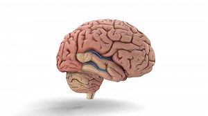 human brain structure