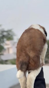 Saint Bernard @saintbernard #saintbernard #makemypet #puppy #puppylove | Make My Pet | Facebook