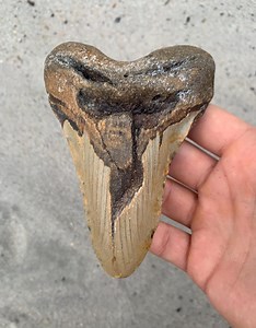 5.14 Inch Megalodon Shark Tooth Fossil – Authentic, No Repair Meg Teeth - Etsy Australia