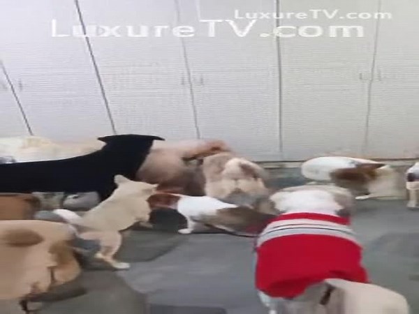 Dog Gangbang (enhanced, upscaled)