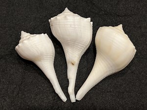 Rare* Albino/albinism Lightning Whelks 63.5-75 Mm Florida Sea Shell Collectible, Shell Gift, Beach Decor, White Shells 10K Island #250 - Etsy