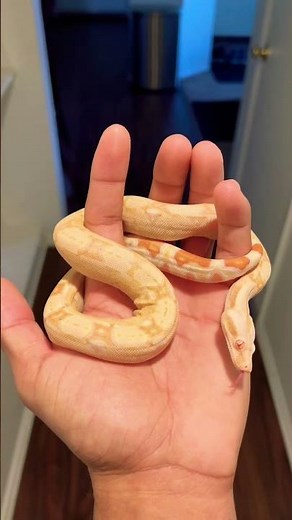 The Most Incredible Baby Albino Boa Constrictor You'll Ever See! 🤩🐍