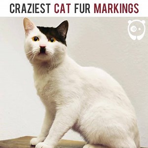 Cats With The Craziest Fur Markings Ever | Bored Panda