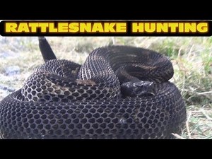 Hunting BIG Rattlesnakes in Pennsylvania 2014