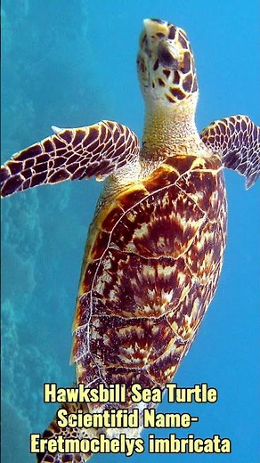 All Seven Species of Sea Turtle