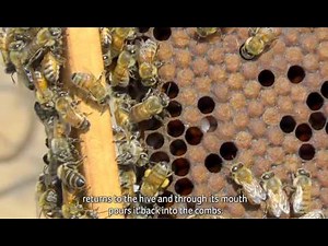HONEY PRODUCTION PROCESS