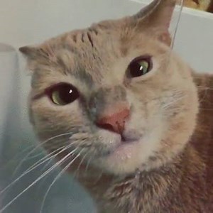 :) | The Furry Creatures