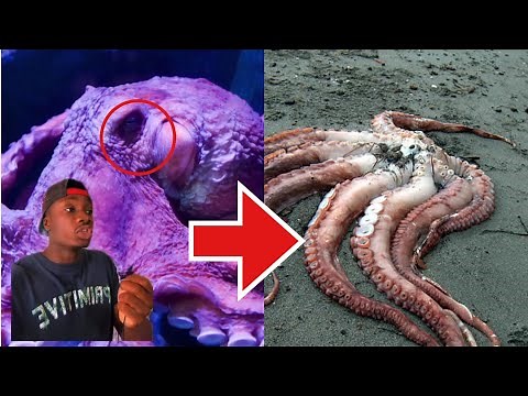 Why Octopus Self Destruct After Having…..