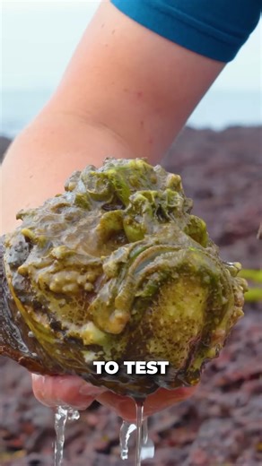 Stonefish Sting Test! | Mark Vins