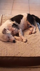 FÁTYOL lett a neve a füzesabonyi állatvédők mentvényének, akinek mi egyengetjük már a sorsát. Fátyol borzalmas testi állapotban van jelenleg, de mindent megpróbálunk megtenni annak érdekében, hogy egészséges, szép kutyát faragjunk belőle is. Fátyollal holnap délután megyünk állatorvoshoz, elvégeztetünk, megcsináltatunk neki mindent. Eddig a gyógysamponos fürdetés is sokat javitott a közérzetén, de még sok a teendő vele. Nagyon kedves, cuki, ahogy ismerlek benneteket nagy kedvencetek lesz.❤️ | Ku