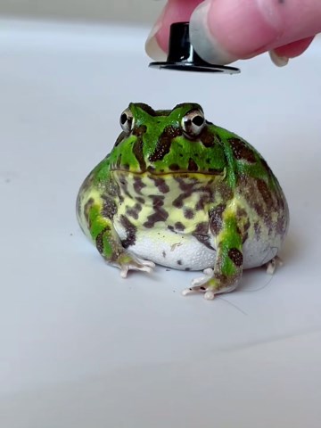 Unusual TikTok Trend: Frog Kumite and Jimmy the Frog Vore