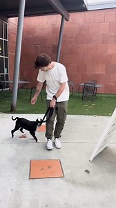 Some love big dogs 🐶❤️, some prefer small pups 🐾, and for others, size doesn’t matter! What’s your hot take? 🔥👇#hottakes #fyp #rescuedog | Humane Society Silicon Valley