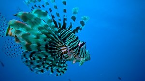 Dangerous Poisonous Fish Pterois Volitans Common Stock Footage Video (100% Royalty-free) 1088757047 | Shutterstock
