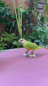 🌟 🌟KHUNG GIỜ VÀNG ĐỒNG GIÁ 30K DÀNH CHO CÁC BẠN SINH VIÊN 🥰🥳😉 (Áp Dụng từ 11h - 15h Các Ngày Trong Tuần từ Thứ 2 đến Thứ 6) 🏡Bạn đang tìm kiếm một nơi để thư giãn, để học tập, làm việc hay đơn giản bạn đang muốn hòa mình với thiên nhiên? Hãy đến với Pet Me Coffee ngay nha 🦜🐰🐸 ❤️NGOÀI RA VÀO CÁC KHUNG GIỜ KHÁC PET ME CŨNG ĐANG CÓ CHƯƠNG TRÌNH ĐỒNG GIÁ 49K DÀNH CHO CÁC BẠN SINH VIÊN NỮA ĐÓ 😍 ☕️Địa chỉ: 21 Đường số 6, phường Linh Chiểu, Thủ Đức (Có chỗ đậu ô tô miễn phí, không phụ thu vé 